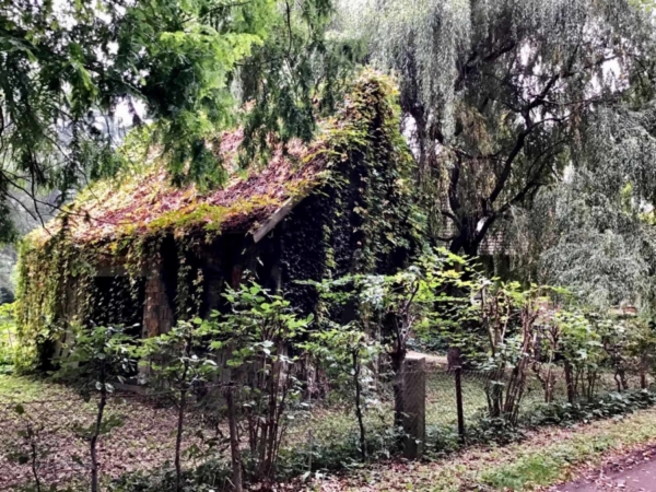 Malreise Mecklenburg Vorpommern zum PLauer See als kreativer Urlaub für Erwachsene. AnfängerInnen, als auch Fortgeschrittene malen und zeichnen eine Woche in der Natur. Freies Malen, wie Übungen stehen auf unserem Kursprogramm.